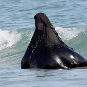 an album i'm listening to this month